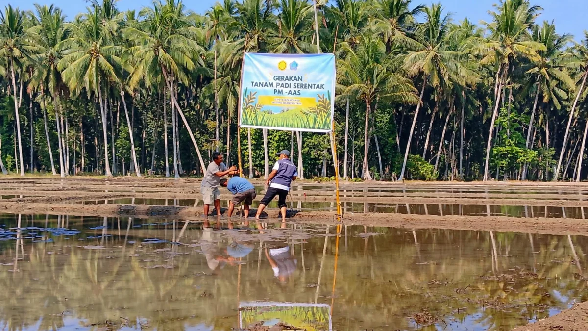 Dukung Ketahanan Pangan, Pemerintah Desa Bersama Dinas Pertanian Gelar Gerakan Tanam Padi Serentak di Kelompok Tani Ipodong